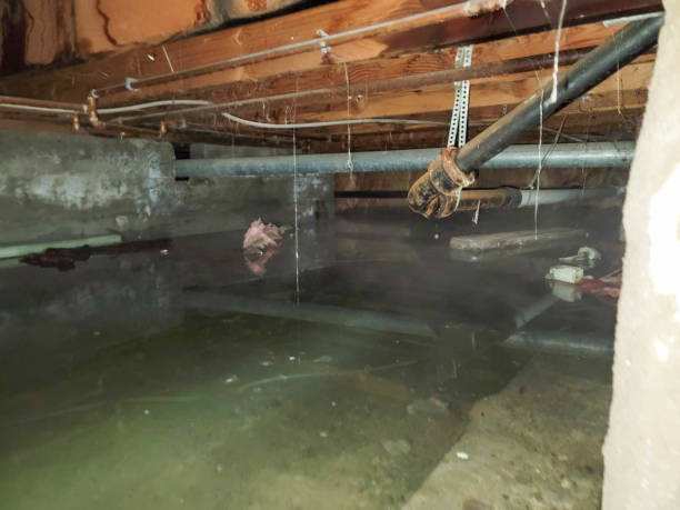 Best Professional water damage repair  in Sulphur Springs, AR
